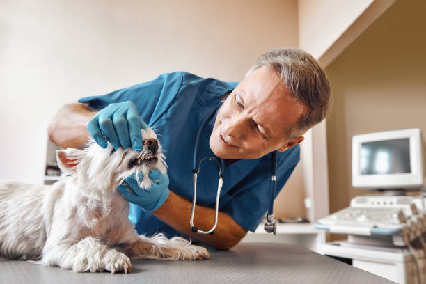 Best 24-Hour Emergency Dentist in Breckenridge, TX